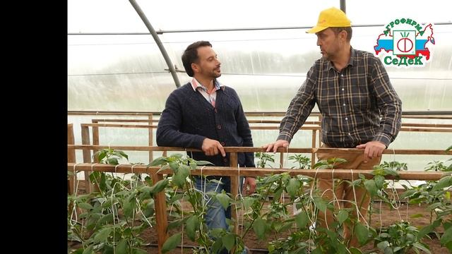 ВЫРАЩИВАЕМ ПЕРЕЦ СЛАДКИЙ И ОСТРЫЙ В ТЕПЛИЦЕ смотреть онлайн