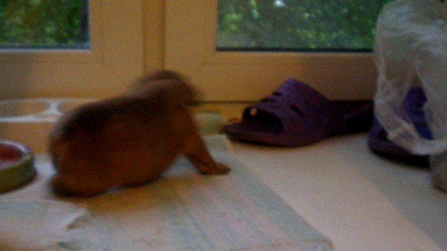 французские бульдоги международного уровня