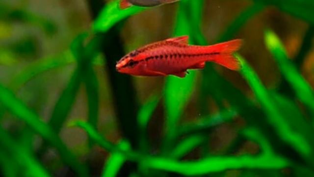 ВИШНЁВЫЙ БАРБУС. СОДЕРЖАНИЕ И РАЗВЕДЕНИЕ В АКВАРИУМЕ. смотреть онлайн