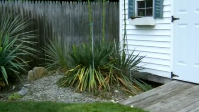 Yucca constricta x filamentosa смотреть онлайн