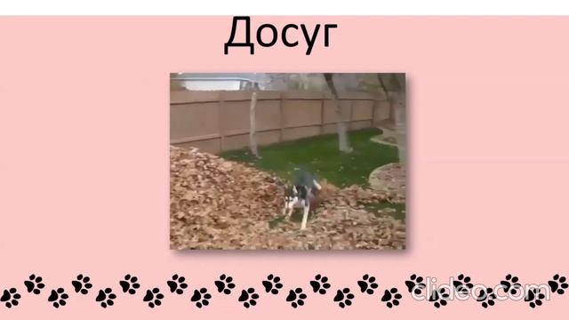 Видеоурок по теме Домашние животные кошки и собаки 1 класс смотреть онлайн