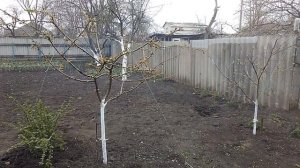 Весенние заморозки. Как спасти урожай абрикоса, персика.