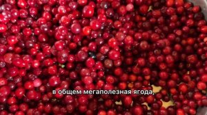 Брусника, ягода бессмертия