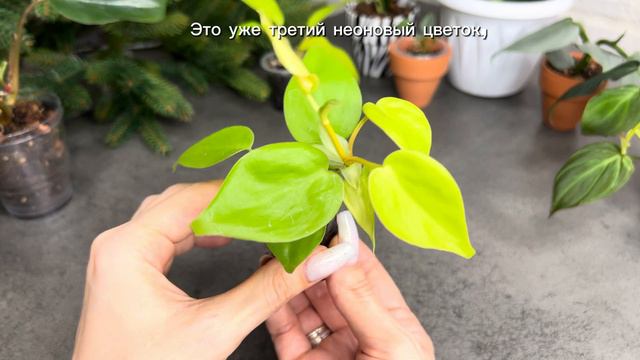 Обзор комнатных растений, доступных каждому смотреть онлайн