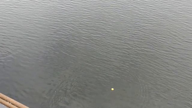 Краткий обзор эхолота Android findfish Smart Sonar смотреть онлайн