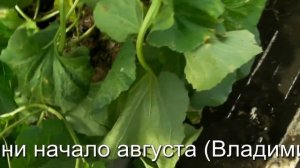 Сад и Огород, Дача - Дыня, выращивание - начало августа (Владимирская область, теплица)