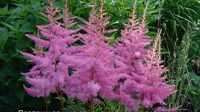 Астильба Аметист