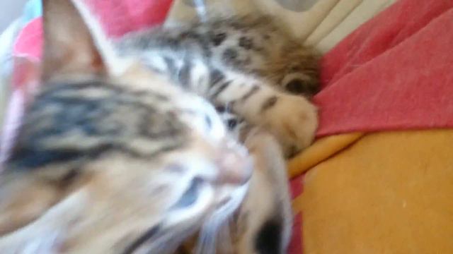 Бенгалы#
#bengal #bengalcat #bengalforsale #бенгальскиекотятапродажа #бенгальскиекотята #бенгал #my смотреть онлайн