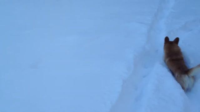 Охота за кольцом с корги Пичем смотреть онлайн