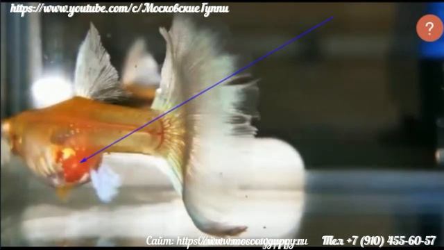 SKY RED GUPPY - ПРОИЗВОДИТЕЛИ И ПОТОМСТВО смотреть онлайн