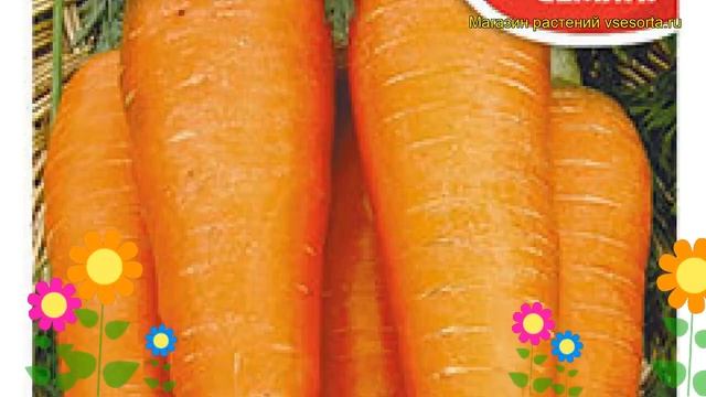 Морковь Московская зимняя А 515. Краткий обзор, описание характеристик daucus carota смотреть онлайн