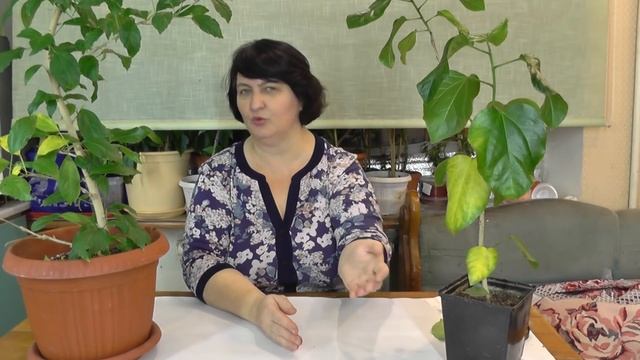 Почему желтеют листья на Гибискусах и других комнатных растениях ? - видео Ольги Пряниковой смотреть онлайн