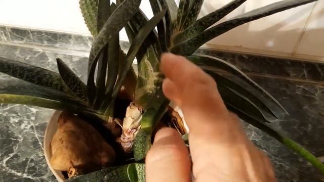#succulent #суккулент #гастерия #бородавчатая / Гастерия бородавчатая (лат. gasteria ).Размножение смотреть онлайн