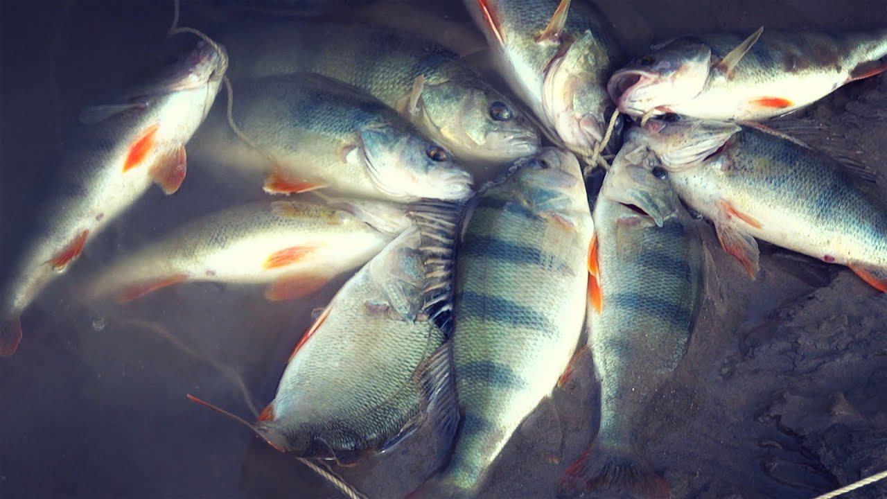 Ловля окуня на съедобный силикон Фанатик. Ловля окуня на джиг. смотреть онлайн