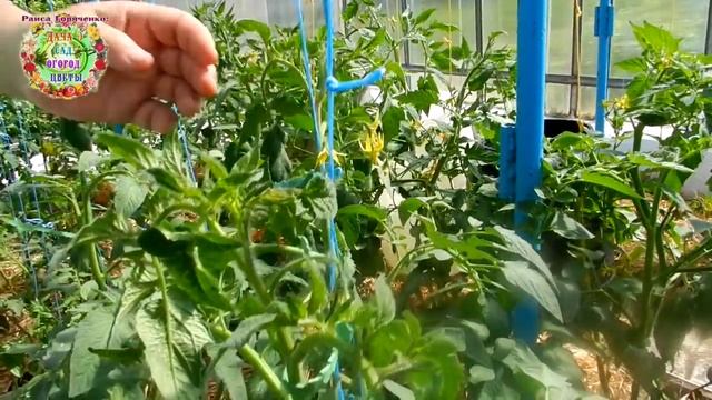 Как пользоваться завязками, чтобы не ранить помидоры смотреть онлайн