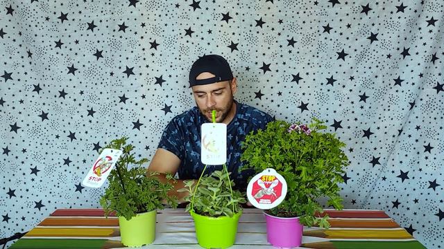 TRES PLANTAS ANTIMOSQUITOS QUE NECESITAS