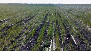 Пшеница после ЕВРОЛАЙТИНГА