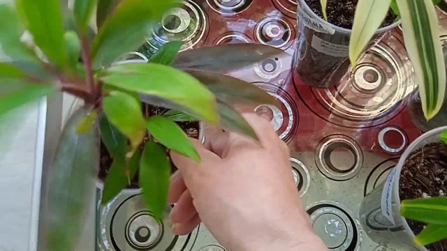 Калатея, ктенанте, драцена, кордилина. Новички? смотреть онлайн