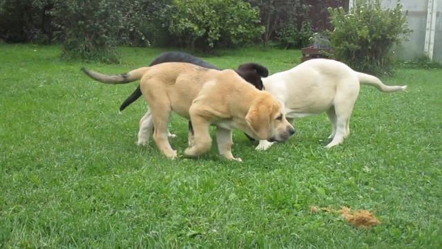 щенки испанского мастифа , 3 месяца смотреть онлайн