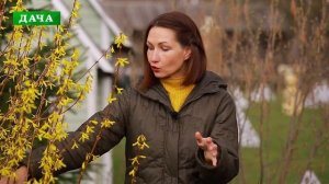 ФОРЗИЦИЯ - посадка, уход, формировка  и размножение