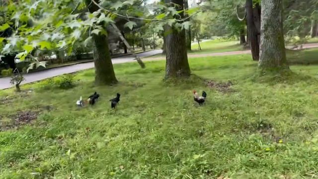 ЛУЧШИЙ ПАРК ДЕНДРАРИЙ В СОЧИ? ПЛЯЖ РИВЬЕРА⛱ ЦЕНТРАЛЬНАЯ НАБЕРЕЖНАЯ СОЧИ? смотреть онлайн