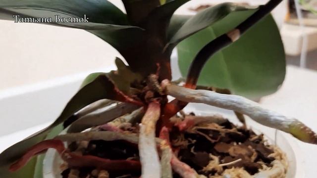 Бугорки на листьях орхидеи!?Что делать? Мини орхидея Лия 11!Lia 11! смотреть онлайн