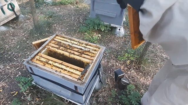 Сколько оставлять пчелам меда на зиму? Решил посчитать! смотреть онлайн