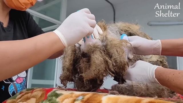 Rescue Two Poor Dogs Thrown Away As Garbage After Being Used For Breeding Puppies смотреть онлайн