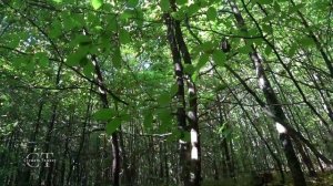 Красивый лес и его звуки. Пение птиц на всю ночь. 10 часов в лесу.