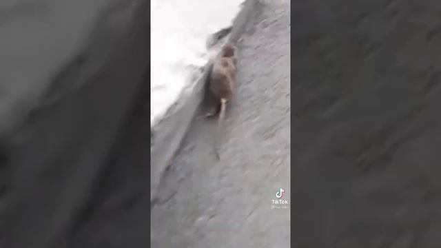 Рататуй как приготовить еду. смотреть онлайн