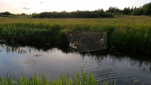 ЛОВИМ РЫБУ НА ЭКРАНЫ!!! Неожиданный улов в конце рыбалки. смотреть онлайн