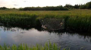 ЛОВИМ РЫБУ НА ЭКРАНЫ!!! Неожиданный улов в конце рыбалки.