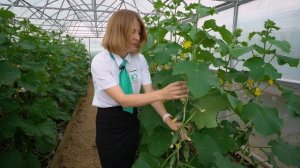 Лучшие урожайные сорта овощей и зелени для посадки в следующем сезоне. Селекция Агрохолдинга Поиск.