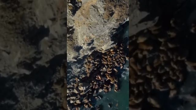 Как Белый медведь охотится на моржей это шок ??? смотреть онлайн