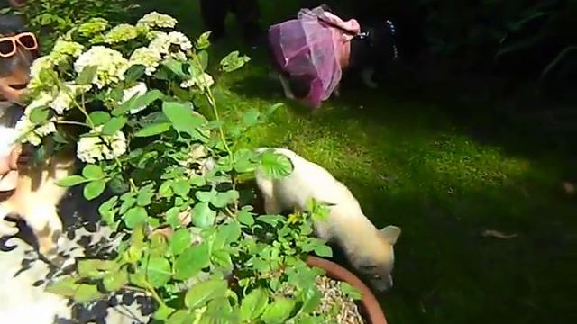 Мини-пиги на свадьбу, 8(965)380-13-11 Москва www.zooteatr.ru смотреть онлайн