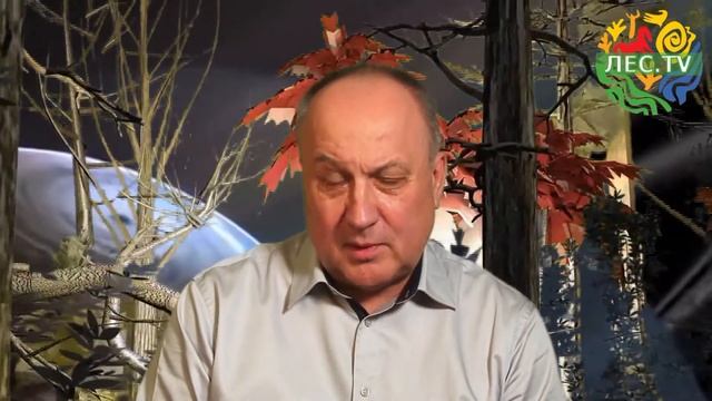 Низкие Цены на ЛЕС ТВ смотреть онлайн