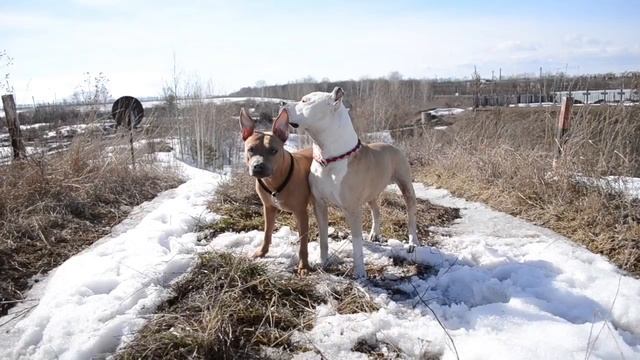 Прогулки питбуля и амстаффа | дрессировка собак смотреть онлайн