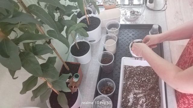 Церопегия Вуда пересадка в составной грунт для суккулентов смотреть онлайн