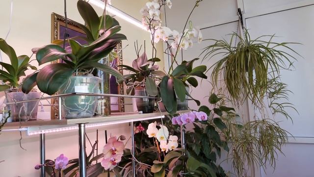 Орхидеи. Стеллаж ЧТО НАДО!!! НЕТ ПАДЕНИЮ орхидей! Часть 2. смотреть онлайн