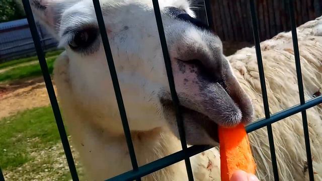 МЕНЯ УКУСИЛ ОЛЕНЬ!!?/Vlog 1/Очень Крутая поездка в Нижний Новгород/Зоопарк 