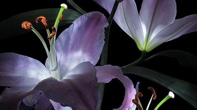 Жена во всём слушает свою мать, а та советует глупости. Реальные истории из жизни. Душевные истории смотреть онлайн