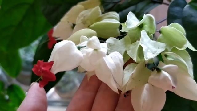 КЛЕРОДЕНДРУМ МОЙ УХОД смотреть онлайн