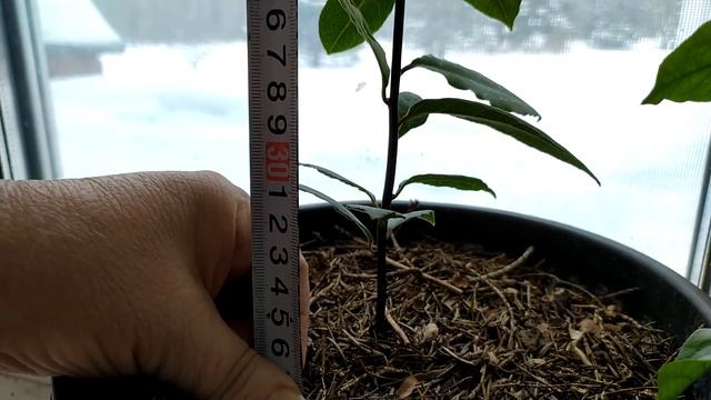 Лавр благородный в квартире в зимнее время. смотреть онлайн