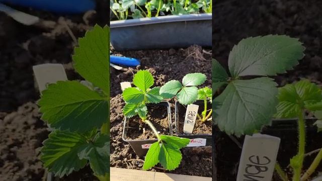 Эви 2 бывает и такая клубника ? смотреть онлайн