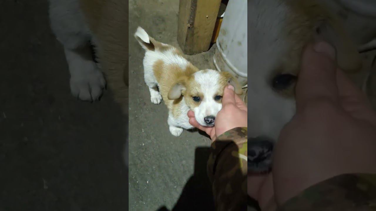 ЭТО ТОР! щенок сам пришел к Российским военным в зоне СВО