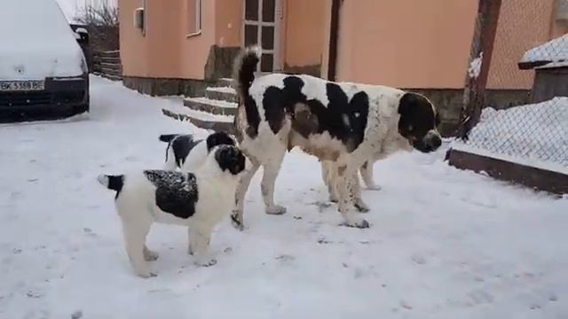 Гуняша и дети , щенки алабая смотреть онлайн