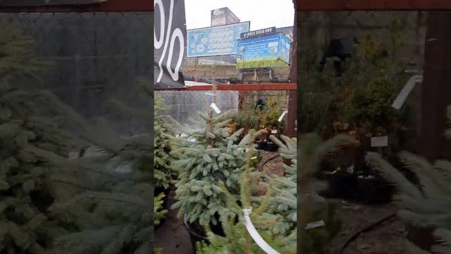 Ель Сербская #пихтановогодняя #ельновогодняя #елка #купитьелку смотреть онлайн