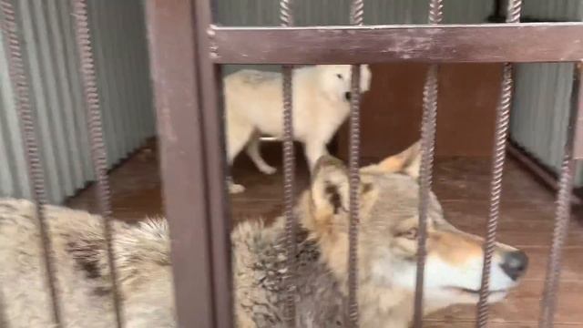 В парке Волков произошло небольшое ЧП, развалились блоки. Готовим логово для арктической волчицы смотреть онлайн