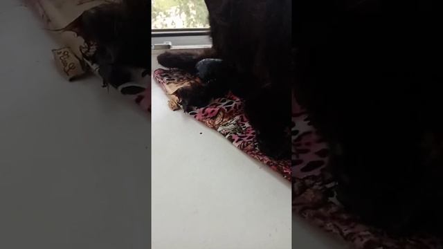 Кошка рожает продолжение 2 смотреть онлайн