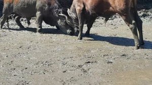 Калмыцкие быки 4 часть